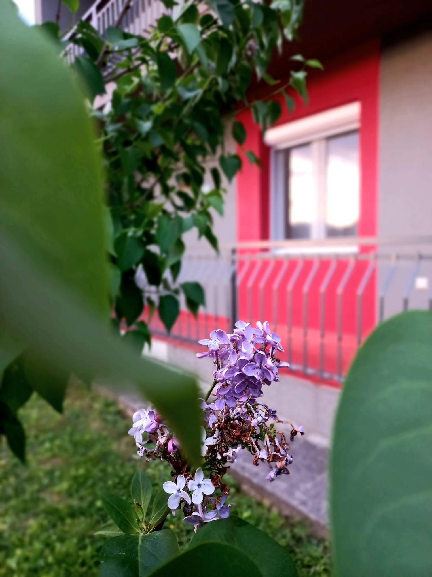 Dzeneta Apartment *